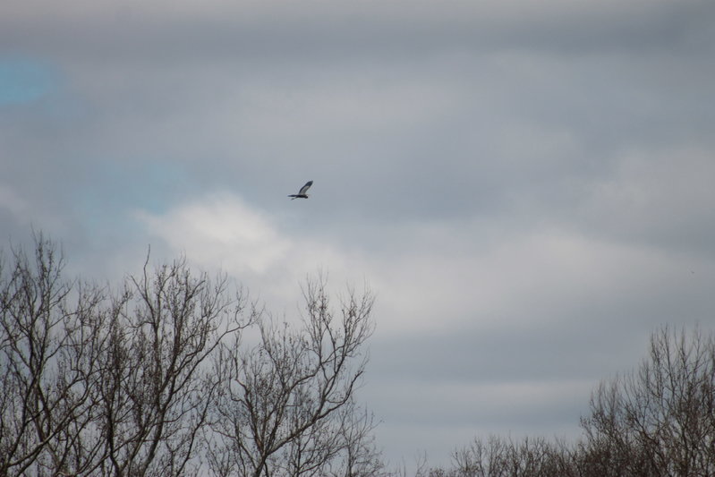 IMG_8264.jpg