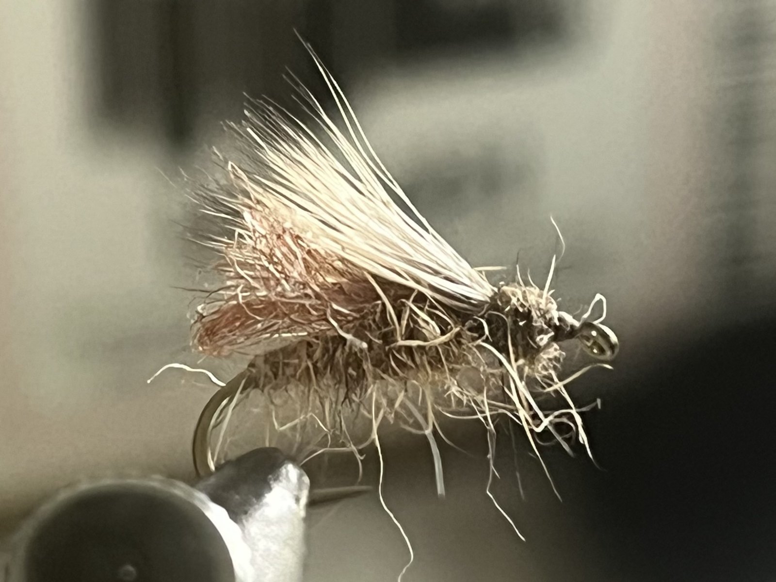 IMG_8563.jpg