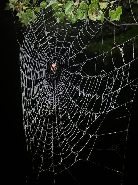 IMG_8625.jpg