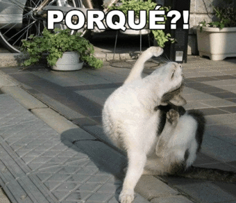 IMG_9105.GIF