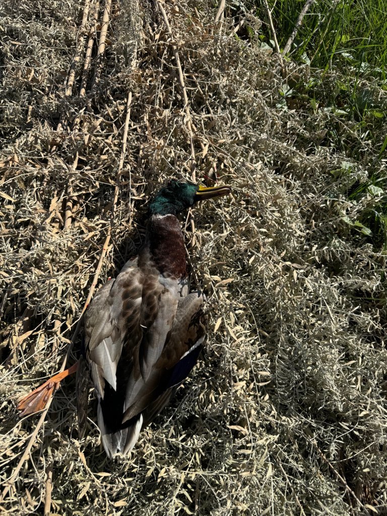 IMG_9904.jpg