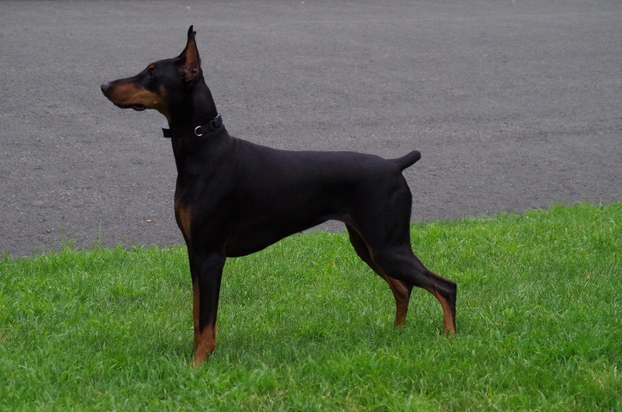 IMGP0597.jpg