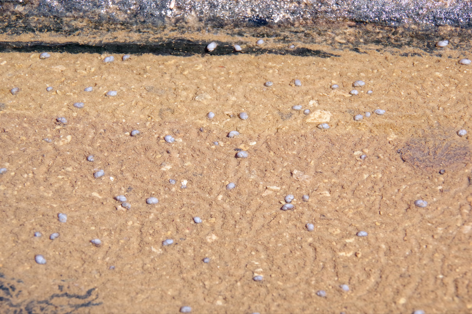 IMGP1152.jpg