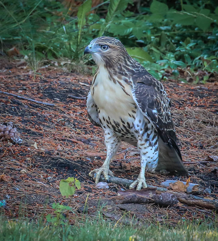 Immature Red-tailed 1.jpg