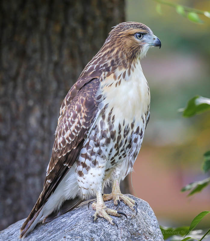 Immature Red-tailed.jpg