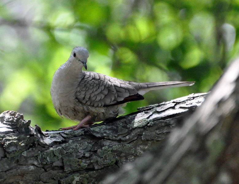 Inca Dove.jpg