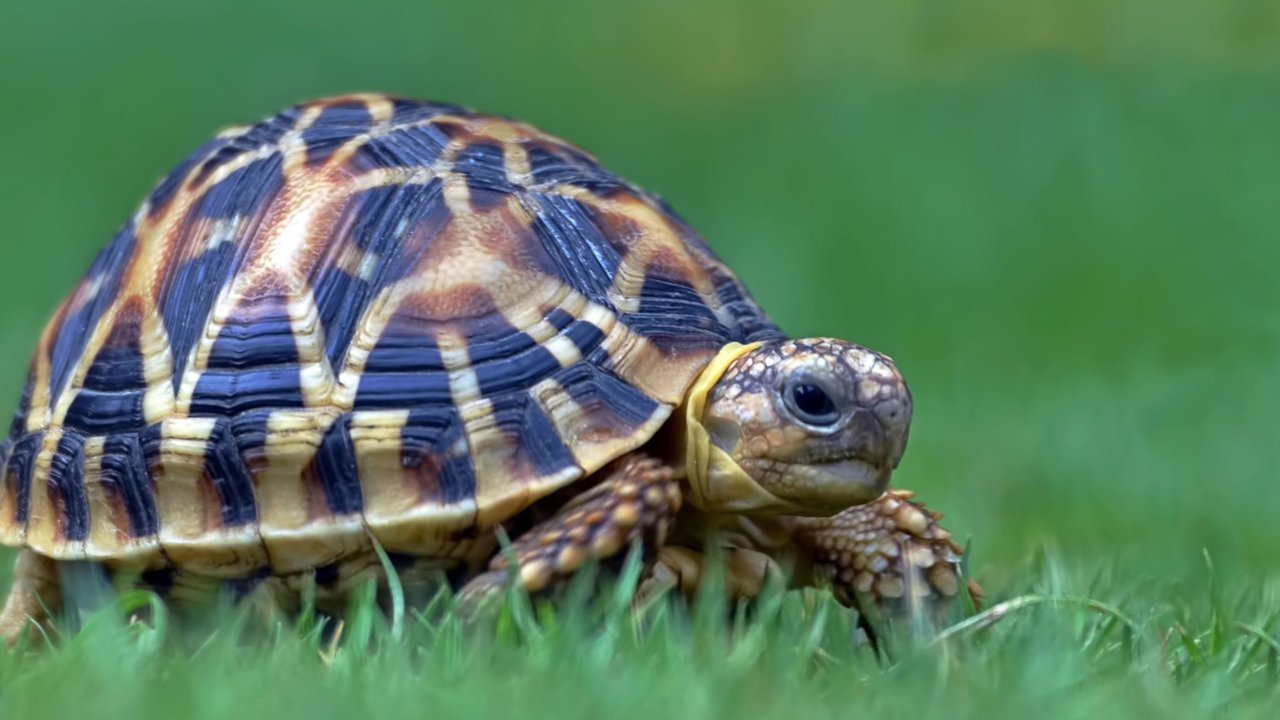 Indianstartortoise-GettyImages-158473585-590f87235f9b586470b20633.jpg
