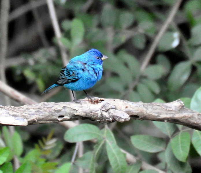 Indigo Bunting 2.jpg