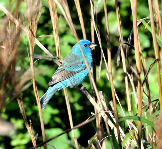 Indigo Bunting.jpg