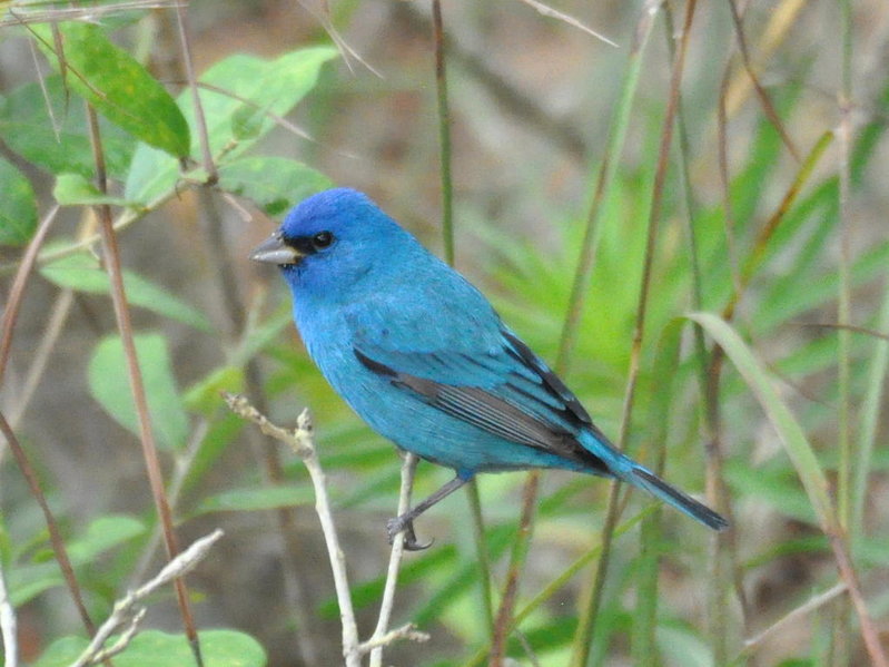 Indigo Bunting.jpg