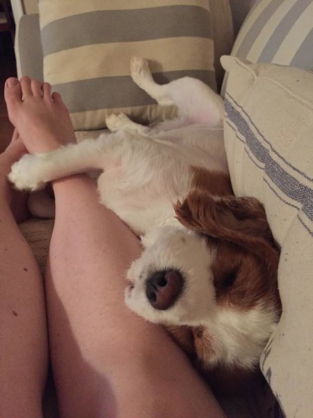 Indy sleeping.jpg