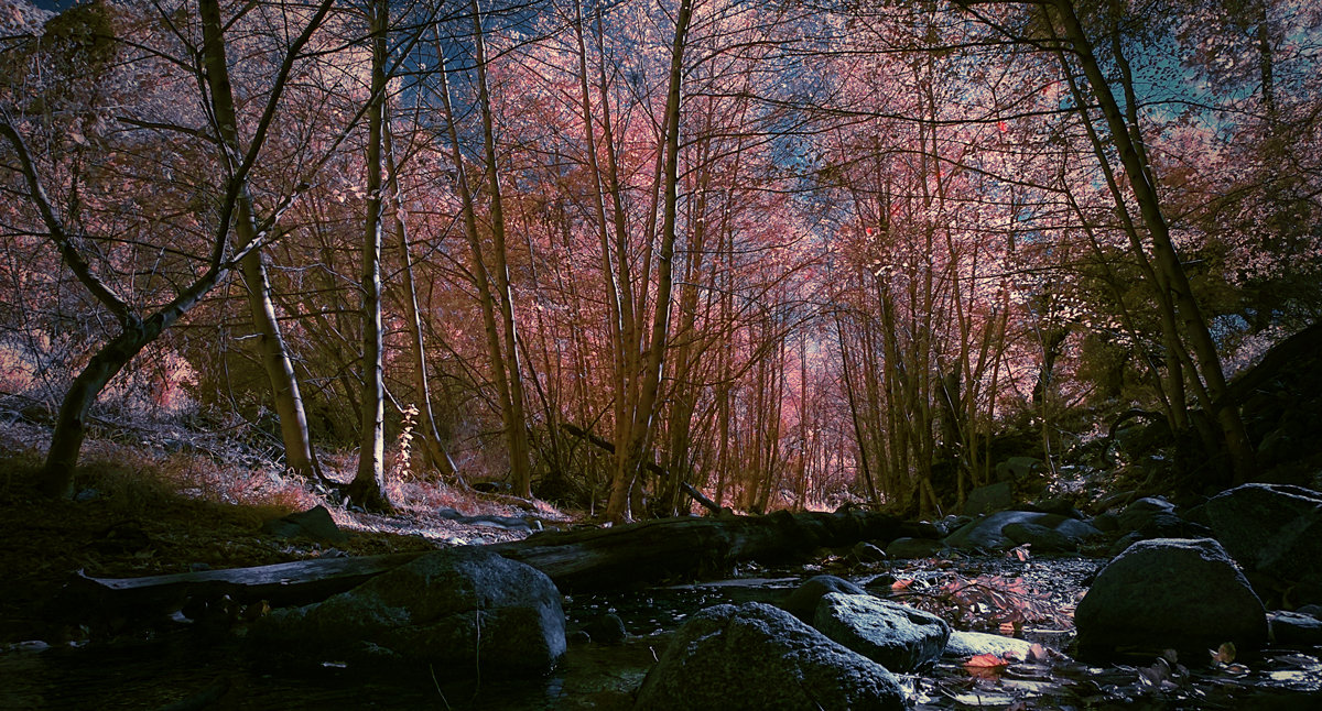 Infrared_Hike_1-smal.jpg