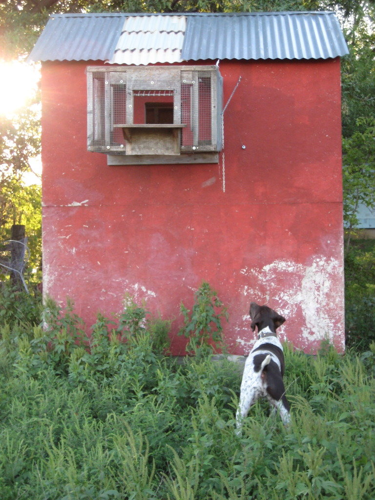 IntheYard033_zpsff699068_40850eb39526e10c4e4d1b924e9ff6f46f246690.jpg