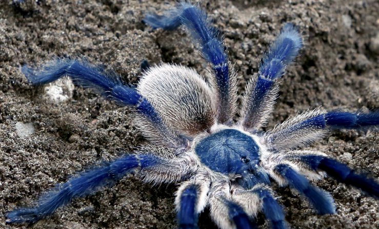 IslandBlueBaboonTarantula2.jpg