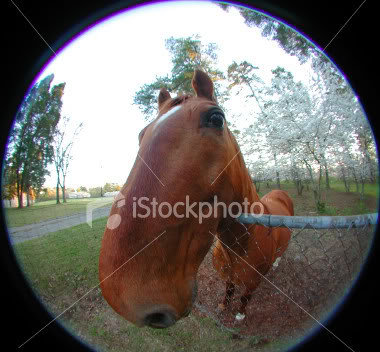 istockphoto_66867_fish_eye_horse_f149c992efca2c09af9594e8c2e7ab701c03db01.jpg