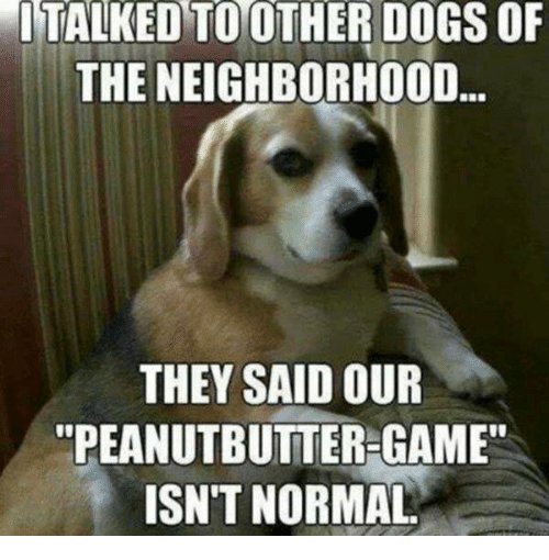 italked-to-other-dogs-of-the-neighborhood-they-said-our-31305281.jpg