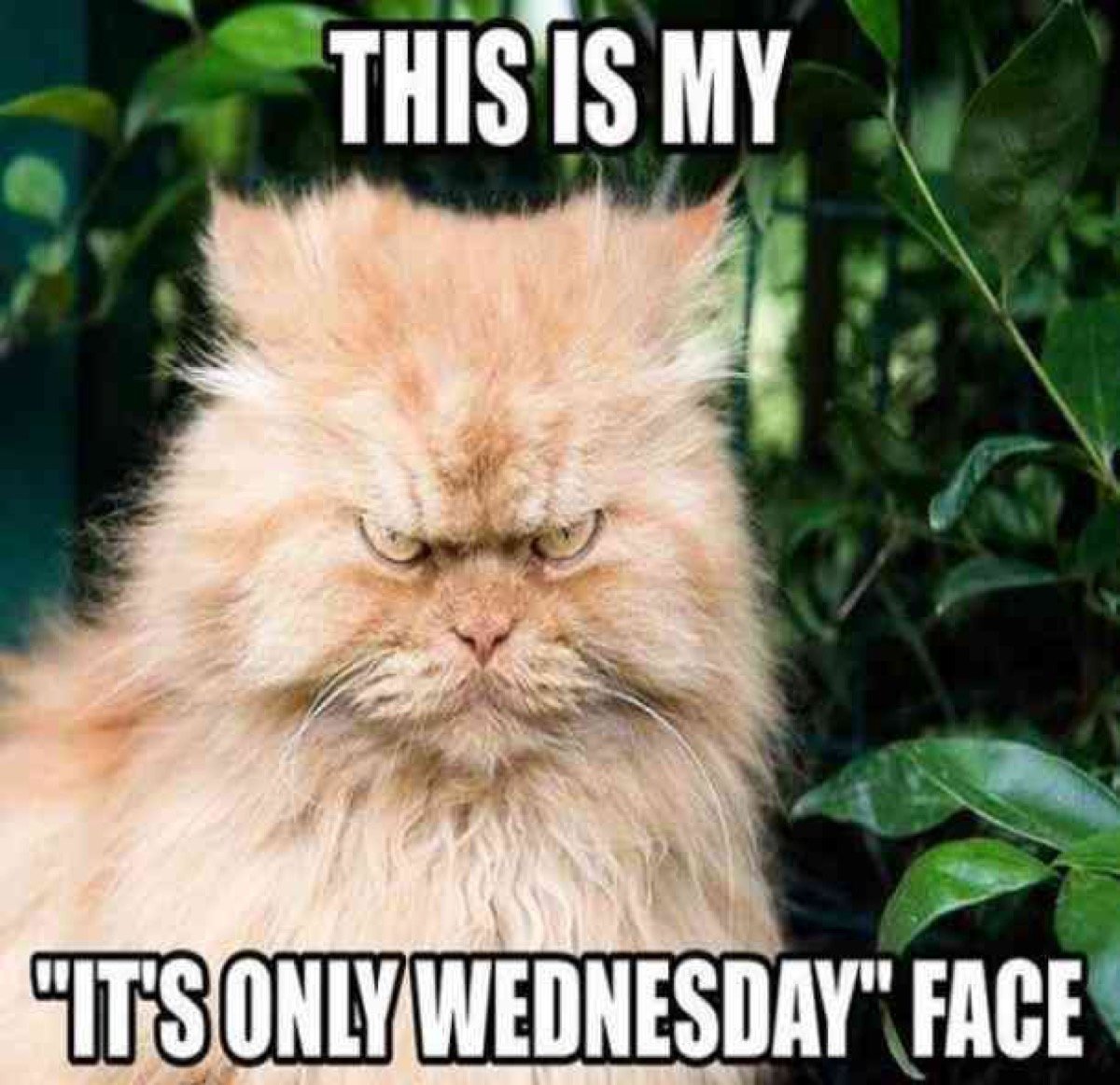 its-only-wednesday-face-.jpg
