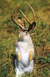 jackalope_fb60c3f8f72e337d7516dc5466974bee166fd255.jpg
