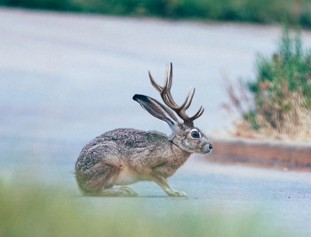 Jackalope_FeaturedImage-1024x780.jpg