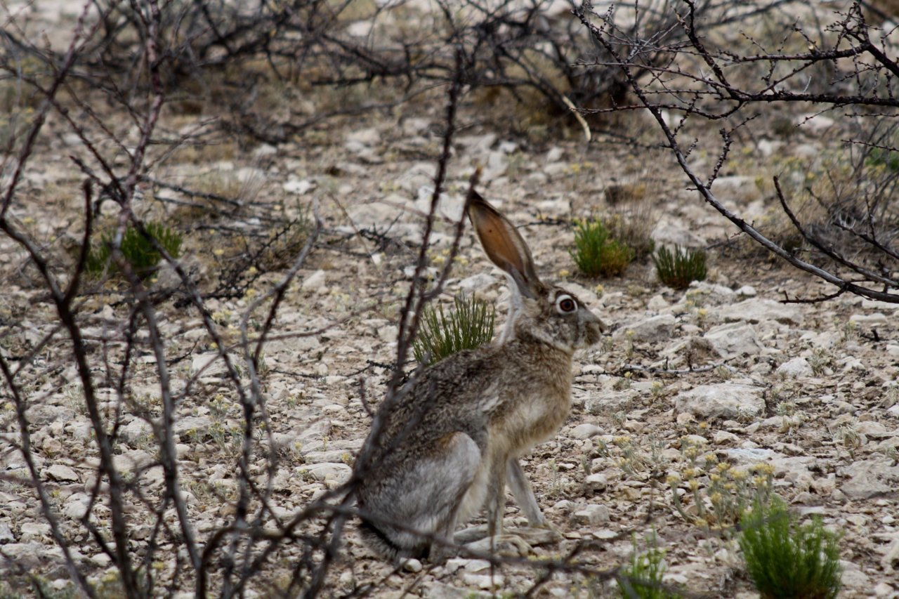 jackrabbit.jpg