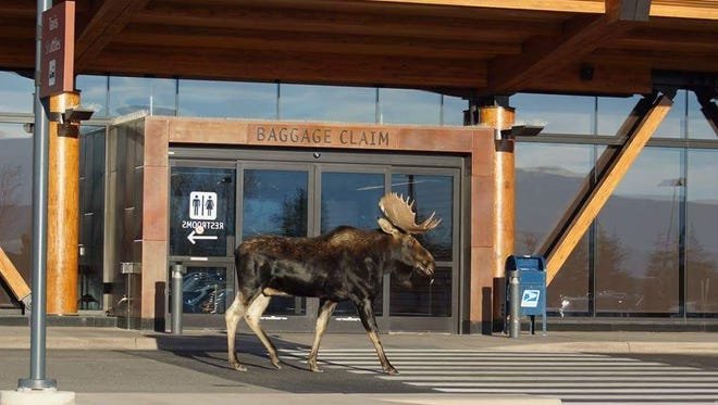 Jackson Hole Airport Moose.jpg