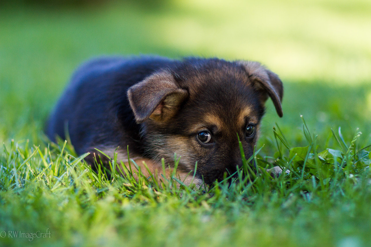 Jackson6WKS-9103-X2.jpg