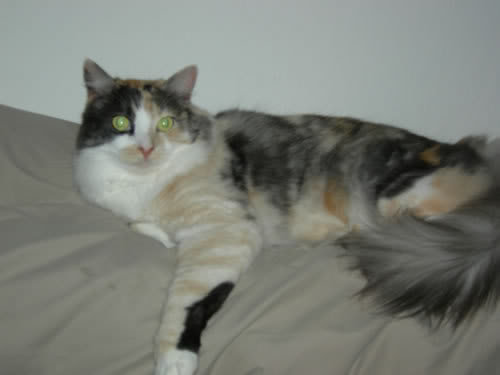 jade1_befe2f0f6511c7e8383d83bc400c028e2e4f8ce1.jpg