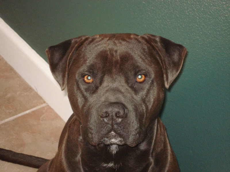 jager_3yrs_4870dba2738a2b38ca68b36e5652f07bb683d8c8.jpg
