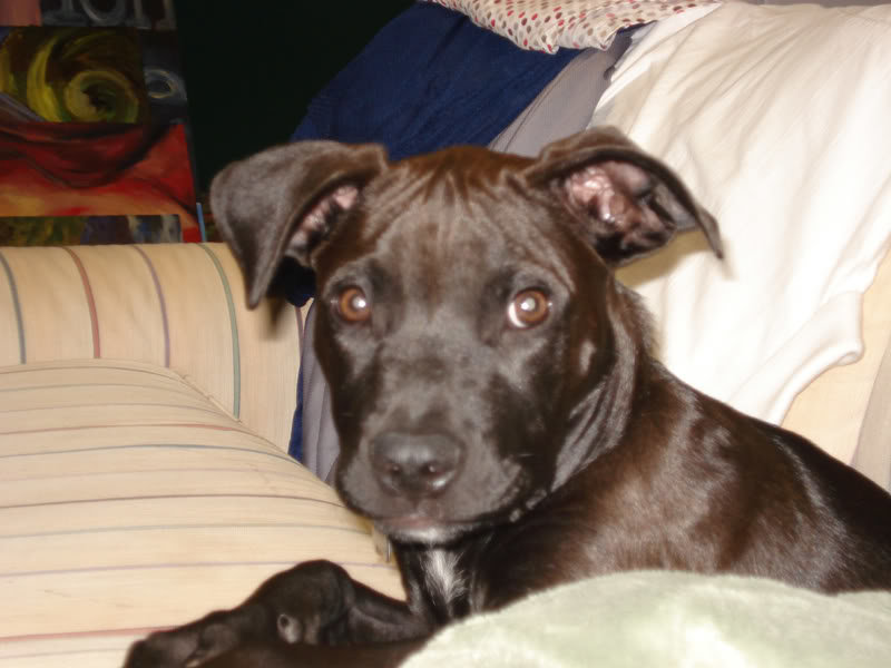 jager_pup_0727e0c4ff8a2902c45813a5922e59fc11017c8e.jpg