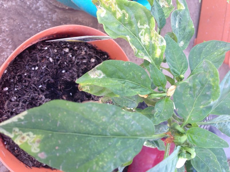 Jalapeno plant.jpg