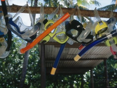 james-forte-snorkeling-equipment-hanging-from-tree-branch.jpg.cf.jpg