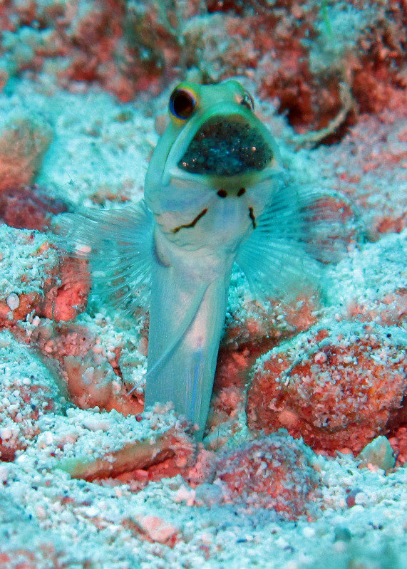 jawfishwitheggsLG.jpg