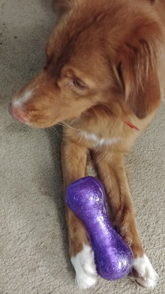 jax and toy.jpg