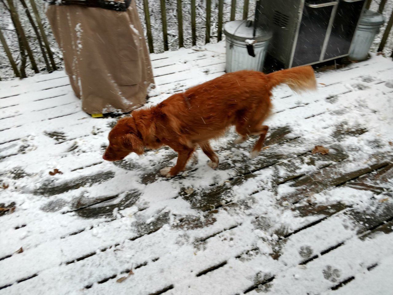 Jax first snow.jpg