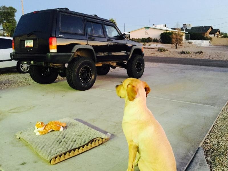 jeepi_3997343aeef5408f740e9c4ba62f4d99313ddee3.jpg