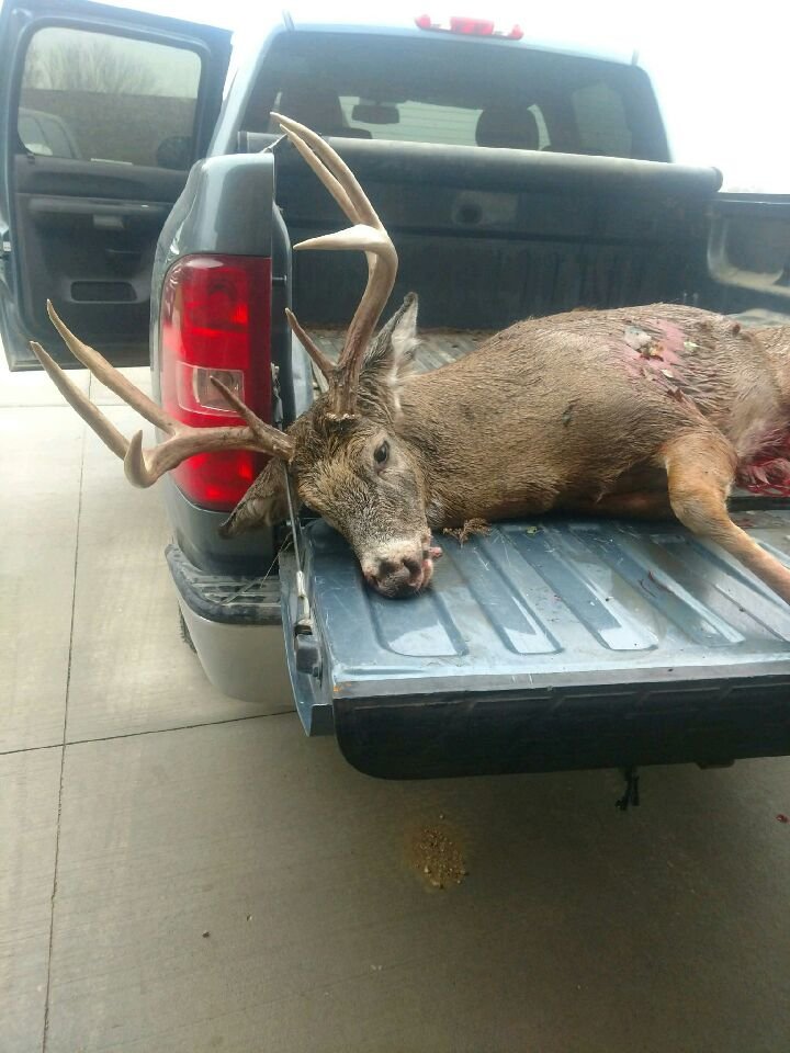 Jeffs Deer.jpg