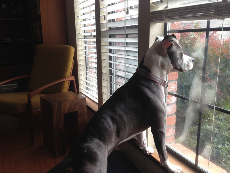jell-on-alert.jpg
