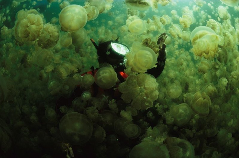 jellyfishswarm.jpg