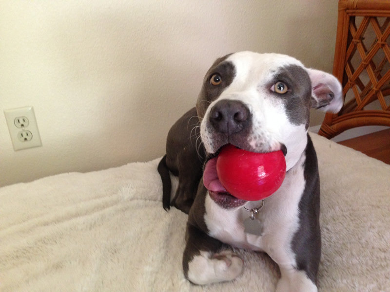 jellys-favorite-toy.jpg