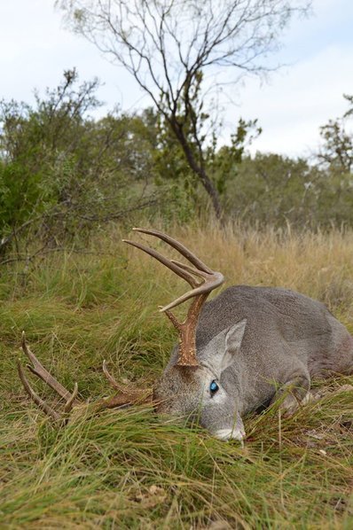 jesdeer.jpg