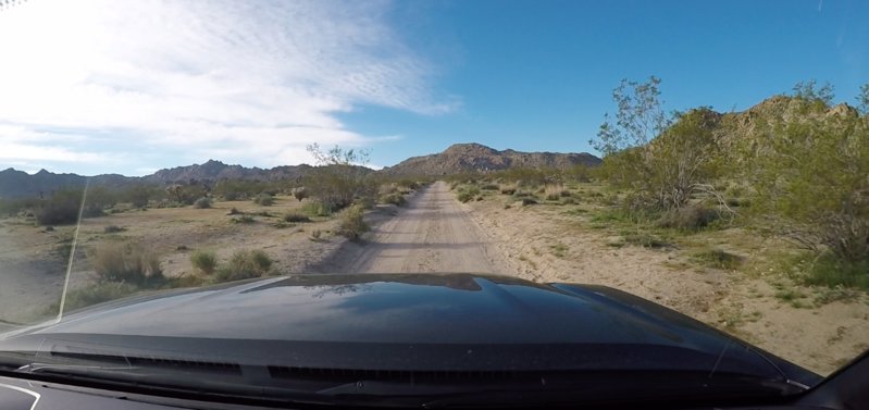 joshua tree 3.jpg
