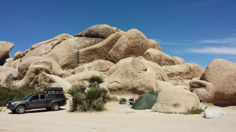 Joshua Tree Belle.jpg