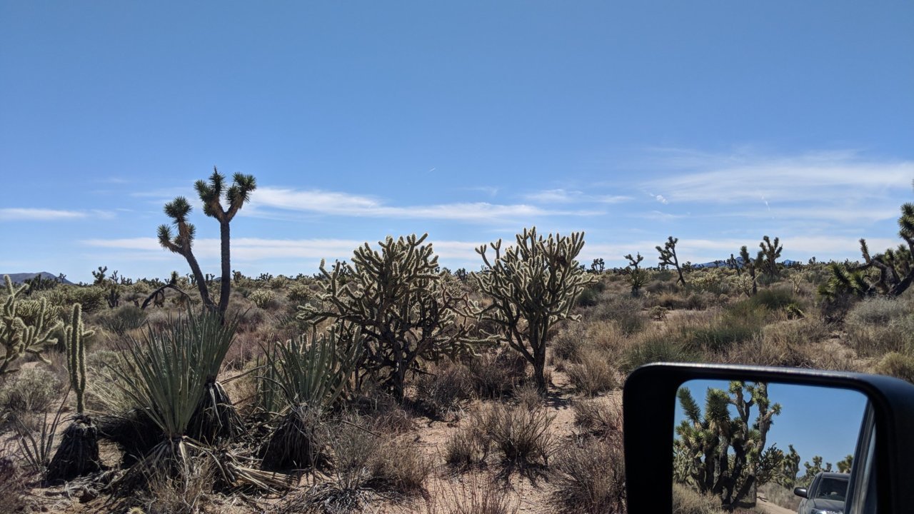 Joshua trees.jpg