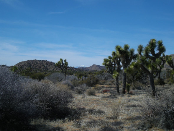 joshuatree1_zps762809e9_653822927d4869e80556f837dd0480b32a0e3145.jpg