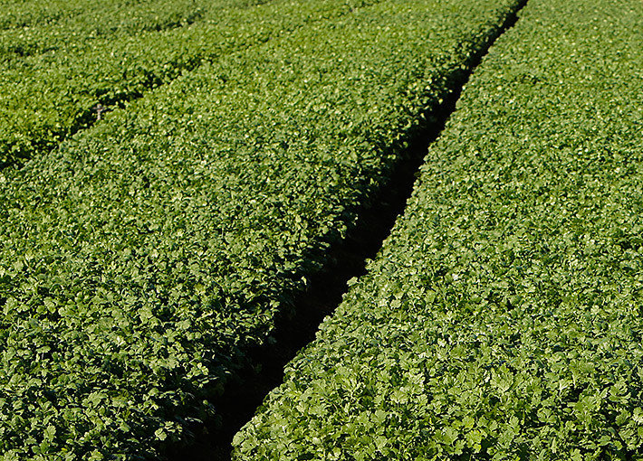 josies-organics-cilantro-field-710x510.jpg