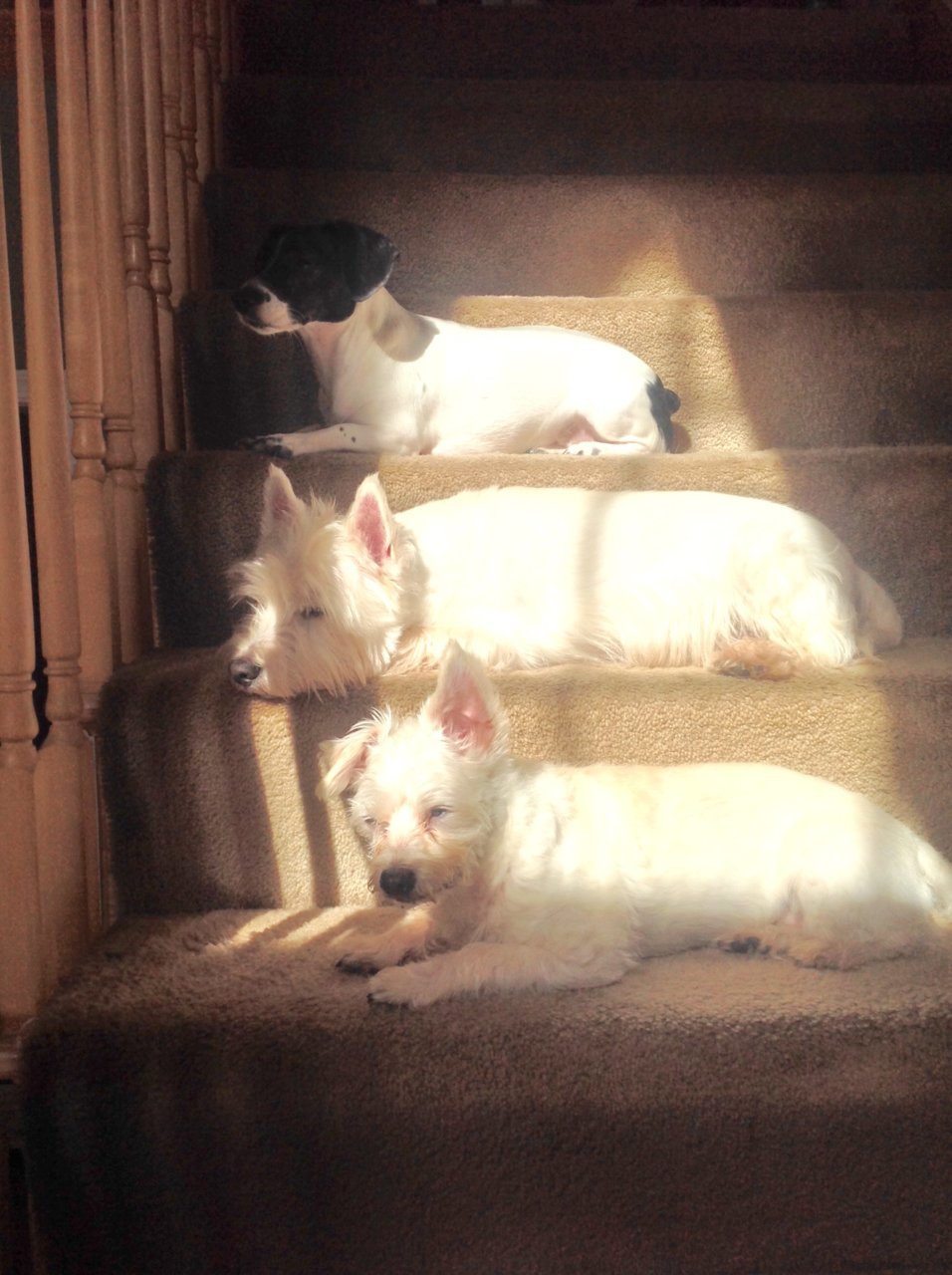 July sun 2015.jpg