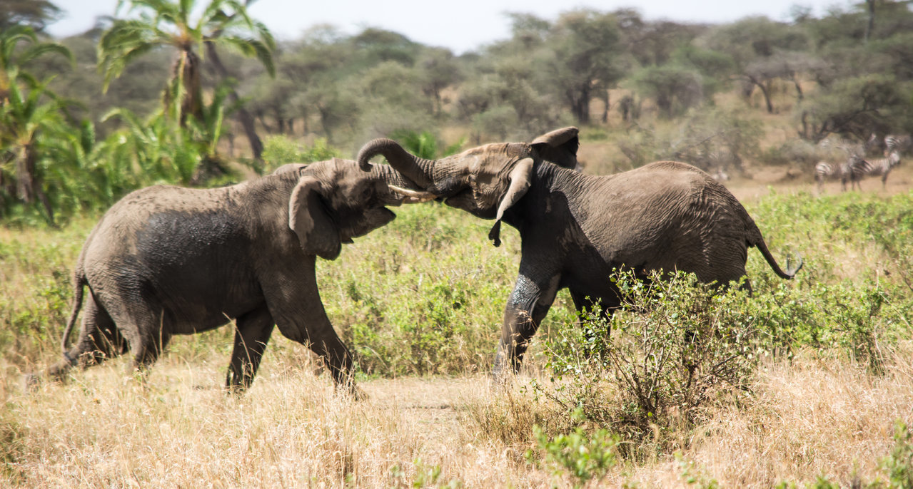jumbos-0656.jpg