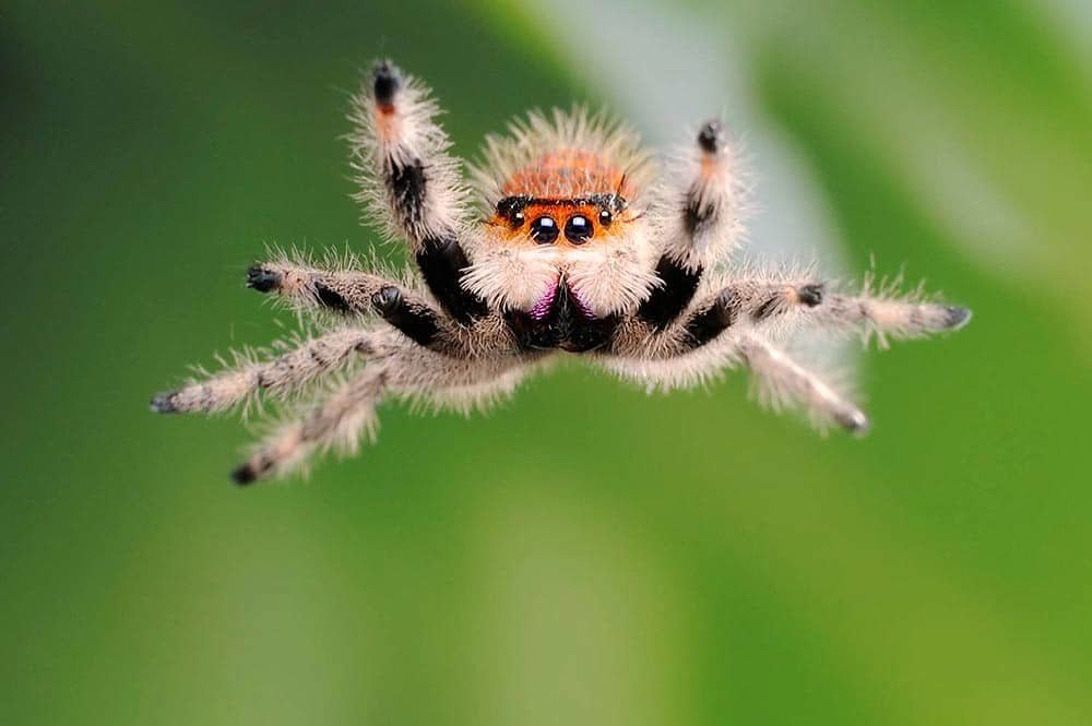 jumping-spider.jpg