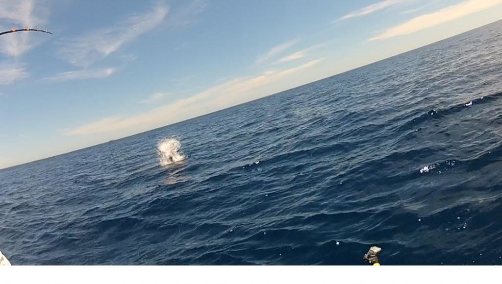 jumpingmarlin1_51a6a0e425dcbfba0cacae263f8c94b952353af1.jpg