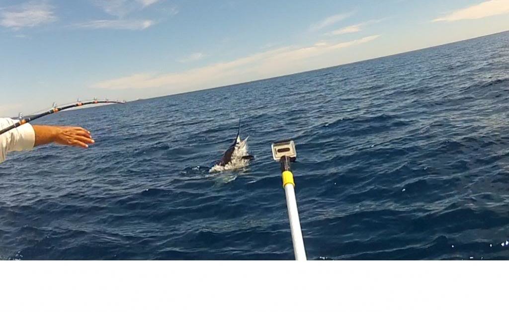 jumpingmarlin2_06b9ed63201fd890cf7054d3f703555304c041cb.jpg